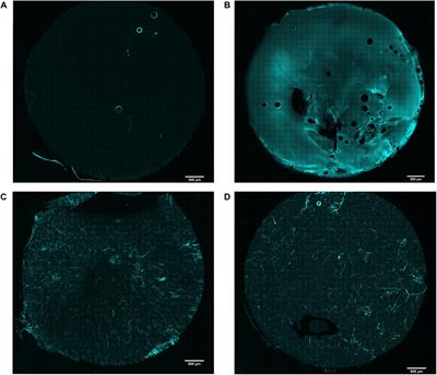 Cell-Laden Agarose-Collagen Composite Hydrogels for Mechanotransduction Studies